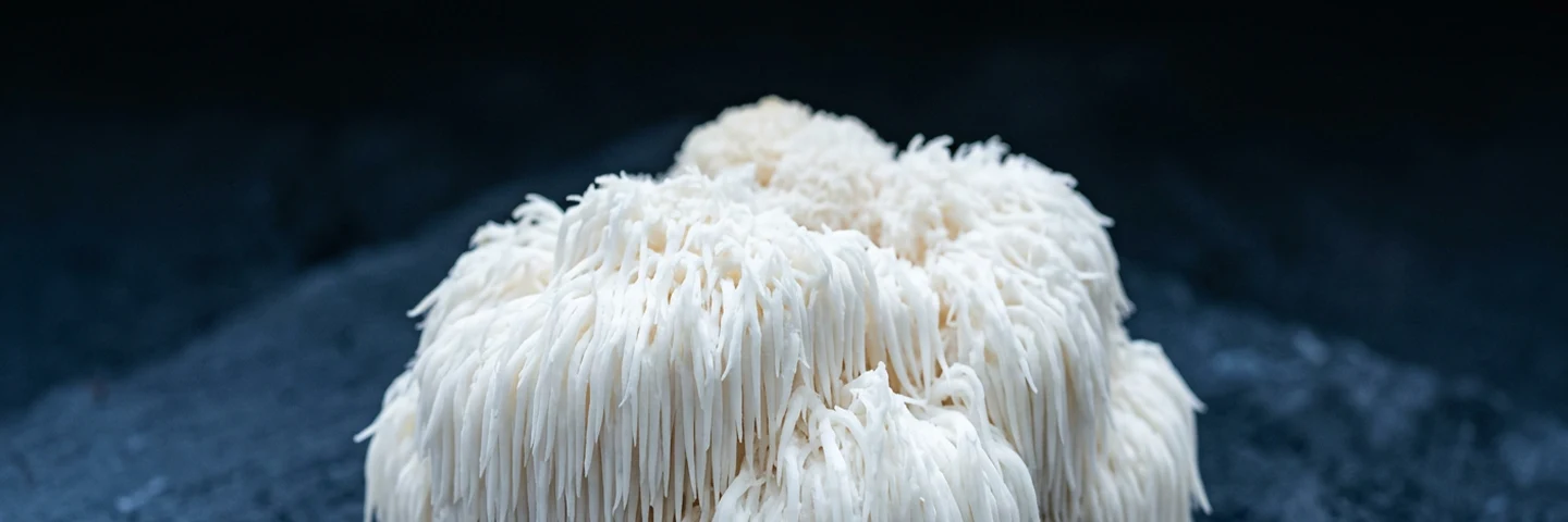 Lion's mane supplement Australia