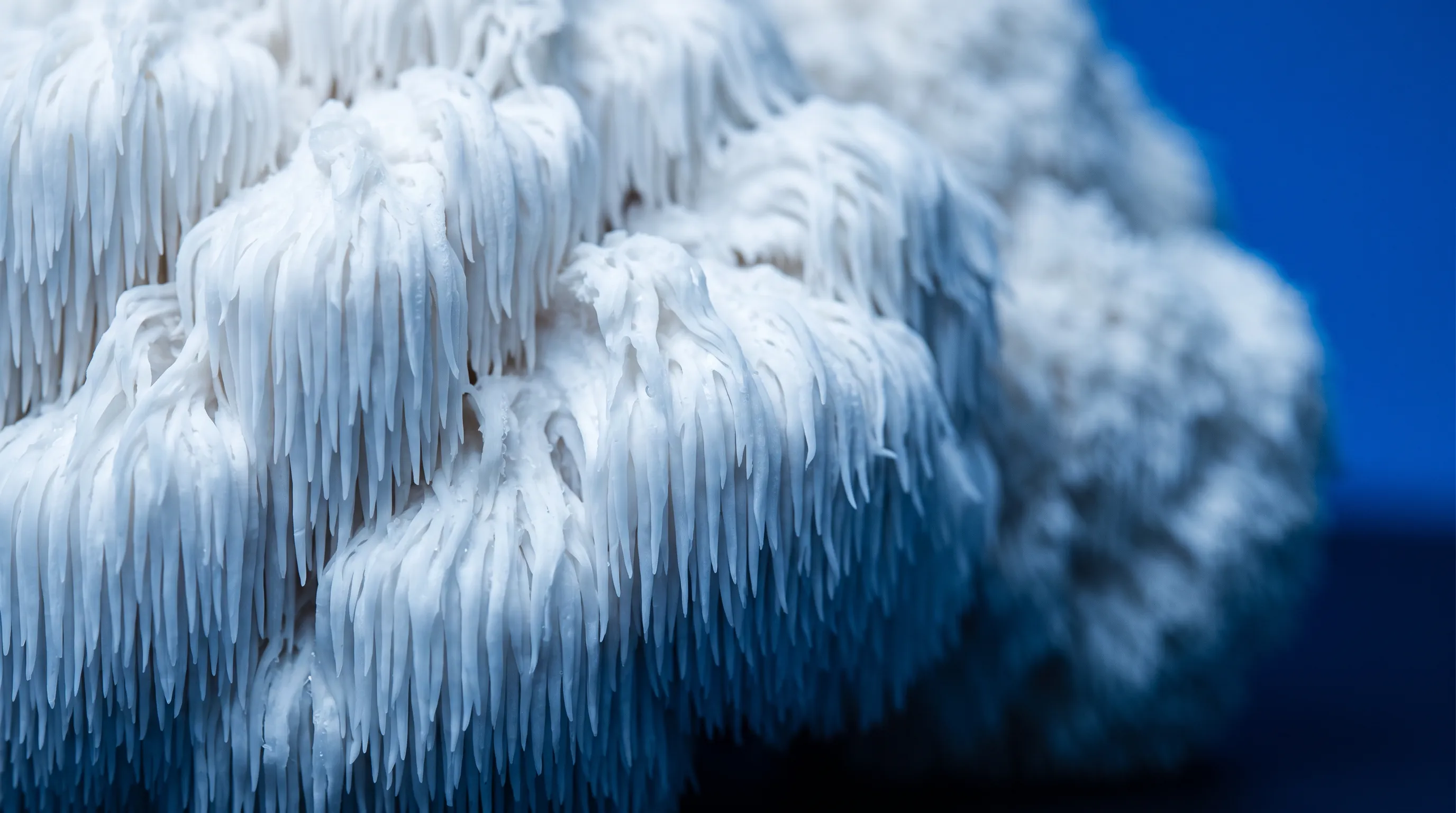 What is lion's mane mushroom